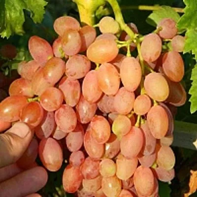 Виноград КИШМИШ ЛУЧИСТЫЙ  Виноград КИШМИШ ЛУЧИСТЫЙ в Твери