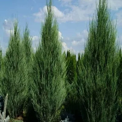 Можжевельник СКАЙРОКЕТ скальный  Можжевельник СКАЙРОКЕТ скальный в Твери