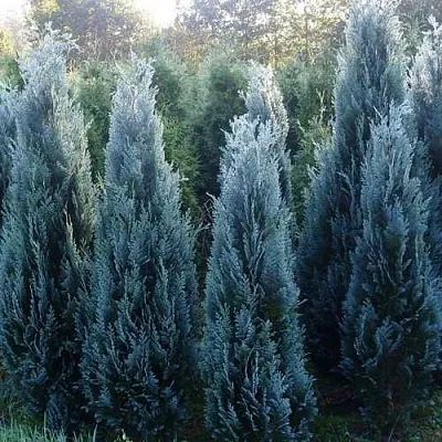 Кипарисовик ДАРТС БЛЮ РИББОН лавсона  Кипарисовик ДАРТС БЛЮ РИББОН лавсона в Твери