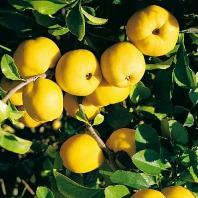 Айва ЦЕЗАРЬ в Твери