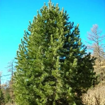 Сосна кедровая сибирская  Сосна кедровая сибирская в Твери