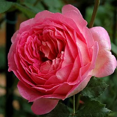 Саженцы роз ДЖУБИЛИ СЕЛЕБРЕЙШН английская в Твери