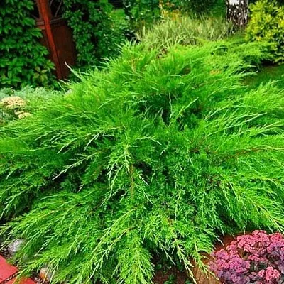 Можжевельник МИНТ ДЖУЛЕП средний  Можжевельник средний Mint Julep (МИНТ ДЖУЛЕП) в Твери