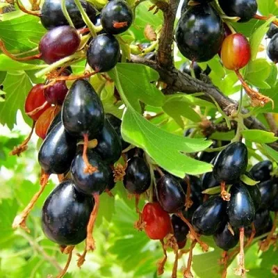 Смородина золотистая БОКАЛИНСКАЯ  Смородина золотистая БОКАЛИНСКАЯ в Твери