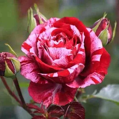 Саженцы роз ДИП ИМПРЕШН флорибунда в Твери