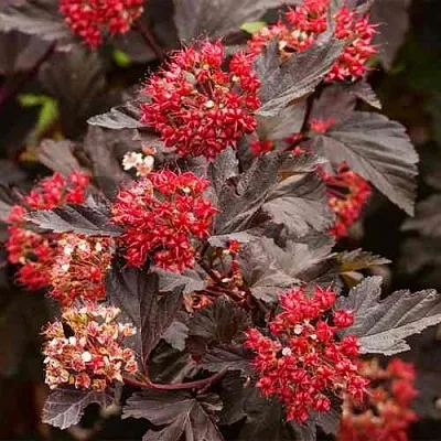 Пузыреплодник РЕД БАРОН  Пузыреплодник РЕД БАРОН в Твери