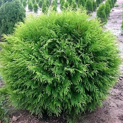 Туя ЛИТЛ ЧЕМПИОН западная  Туя ЛИТЛ ЧЕМПИОН западная в Твери