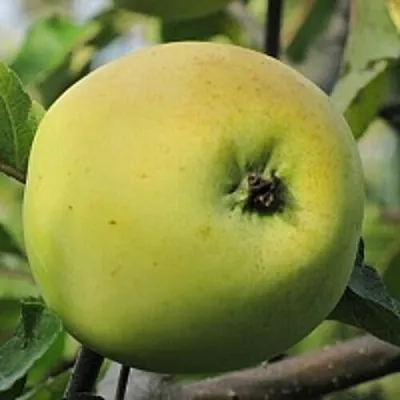 Яблоня РОССИЯНКА  Яблоня РОССИЯНКА в Твери