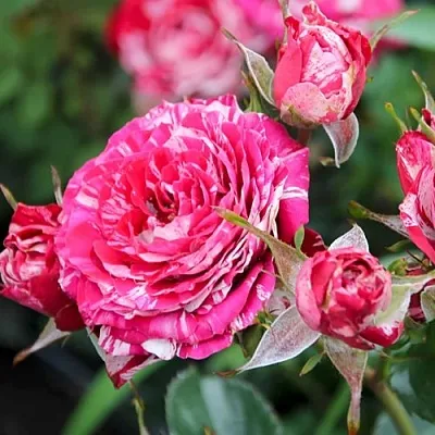 Саженцы роз АРРОУ ФОЛИЕС спрей в Твери