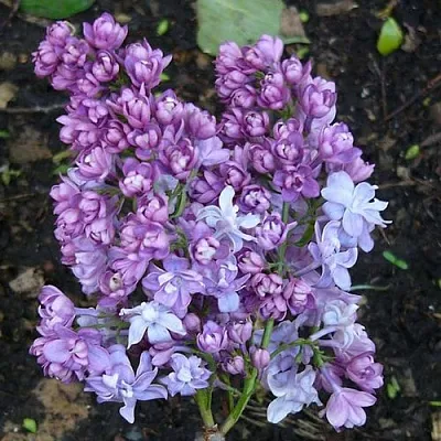 Сирень НАДЕЖДА  Сирень НАДЕЖДА в Твери