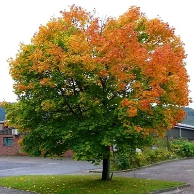 Клен остролистный в Твери