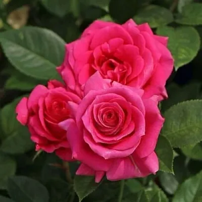 Саженцы роз ЛАВ ЛЕТТЕР флорибунда в Твери