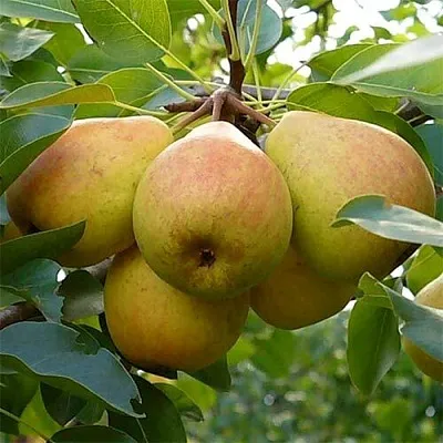 груша ДОБРЯНКА