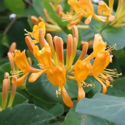 Жимолость ТЕЛЬМАНА в Твери