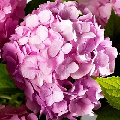 Гортензия БУКЕТ РОУЗ крупнолистная  Гортензия БУКЕТ РОУЗ крупнолистная в Твери