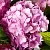 Гортензия БУКЕТ РОУЗ крупнолистная в Твери