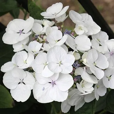 Гортензия ЛИБЕЛЛЕ крупнолистная  Гортензия ЛИБЕЛЛЕ крупнолистная в Твери
