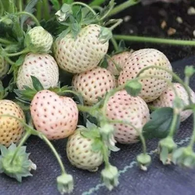 Клубника АНАНАСА ремонтантная в Твери