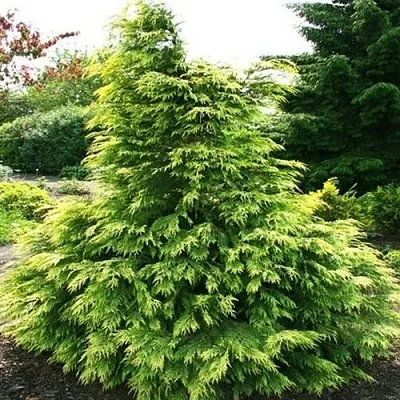 Кипарисовик САНКИСТ лавсона  Кипарисовик САНКИСТ лавсона в Твери