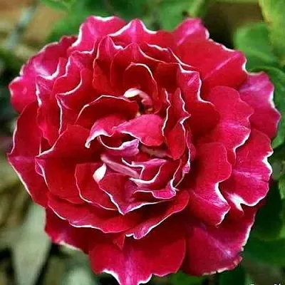 Саженцы роз БАРОН ЖИРО ДЕ ЛЕН ремонтантная в Твери