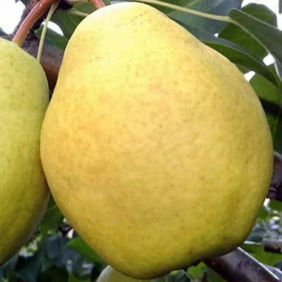 Груша ОСЕННИЙ ВЕЛИКАН в Твери