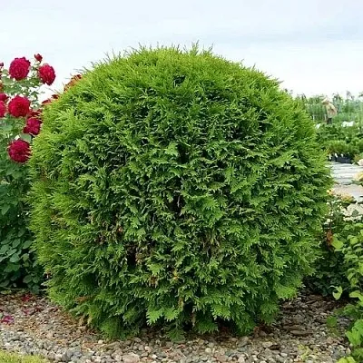 Туя ВУДВАРДИ западная в Твери