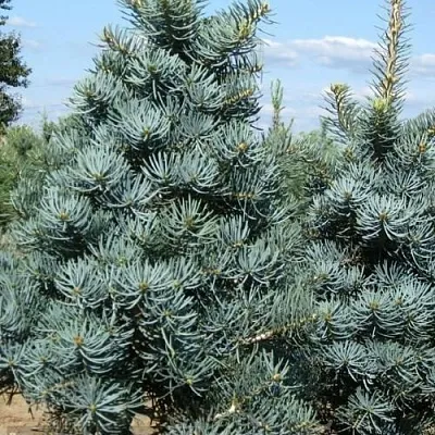 Пихта КОНКОЛОР в Твери