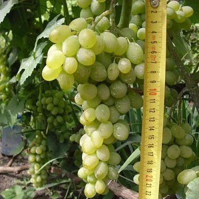 Виноград АНАНАСНЫЙ РАННИЙ  Виноград АНАНАСНЫЙ РАННИЙ в Твери