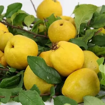 Айва ЯПОНСКАЯ  Айва ЯПОНСКАЯ в Твери