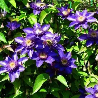 Клематис МУЛЬТИ БЛЮ — описание сорта Клематис МУЛЬТИ БЛЮ в Твери