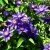 Клематис МУЛЬТИ БЛЮ — описание сорта Клематис МУЛЬТИ БЛЮ в Твери
