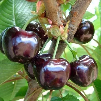 Черешня МУСКАТНАЯ  Черешня МУСКАТНАЯ в Твери