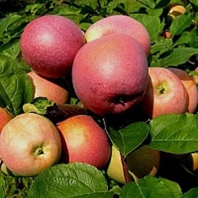 Яблоня СЛАВА ПОБЕДИТЕЛЯМ  Яблоня СЛАВА ПОБЕДИТЕЛЯМ в Твери