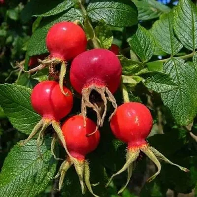 Шиповник ВИТАМИННЫЙ ВНИВИ  Шиповник ВИТАМИННЫЙ ВНИВИ в Твери