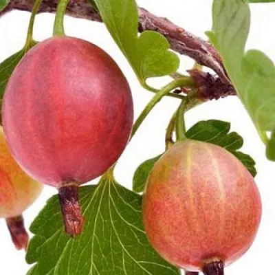 Крыжовник ЯРКИЙ  Крыжовник ЯРКИЙ в Твери