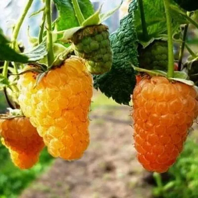 Малина ОРАНЖЕВОЕ ЧУДО в Твери