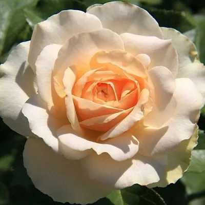 Саженцы роз САН СУСИ флорибунда в Твери