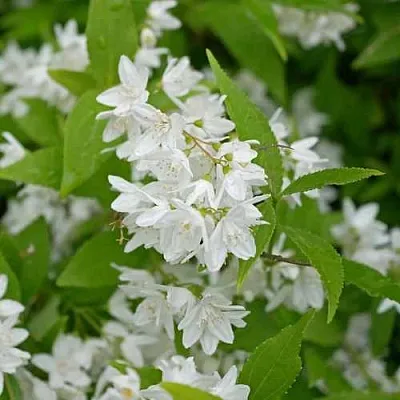 Дейция шершавая  Дейция шершавая в Твери