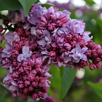 Сирень П.П.КОНЧАЛОВСКИЙ  Сирень П.П.КОНЧАЛОВСКИЙ в Твери