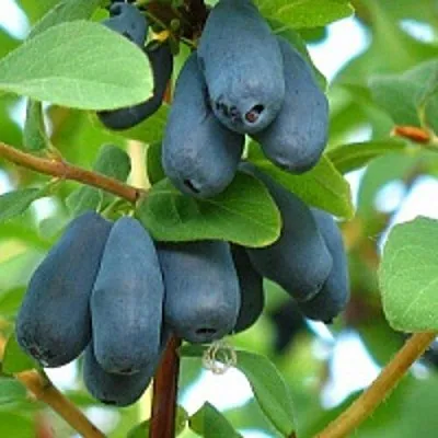 Жимолость съедобная ЮГАНА в Твери