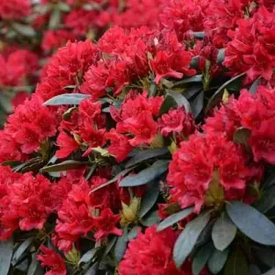 Рододендрон БУЗУКИ в Твери