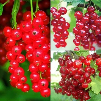 Комплект КРАСНЫЙ УРОЖАЙ в Твери