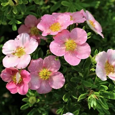 Лапчатка ЛАВЛИ ПИНК кустарниковая  Лапчатка ЛАВЛИ ПИНК кустарниковая в Твери