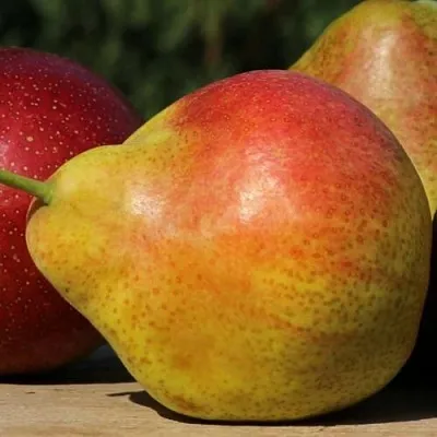 Груша ТАТЬЯНА в Твери