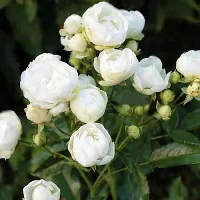 Саженцы роз УАЙТ МОРСДАГ полиантовая в Твери