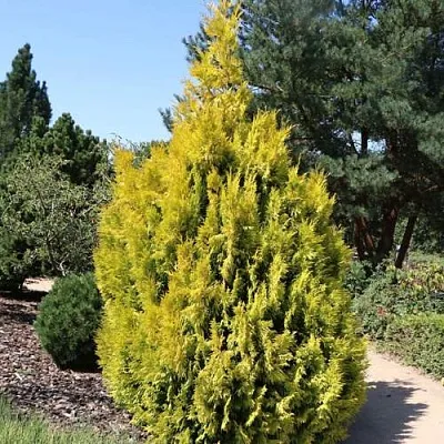 Туя СТОУНХАМ ГОЛД складчатая  Туя СТОУНХАМ ГОЛД складчатая в Твери