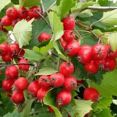 Боярышник СВАЯК  Боярышник СВАЯК в Твери