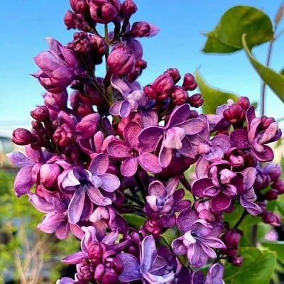 Сирень ВИОЛЕТТА  Сирень ВИОЛЕТТА в Твери