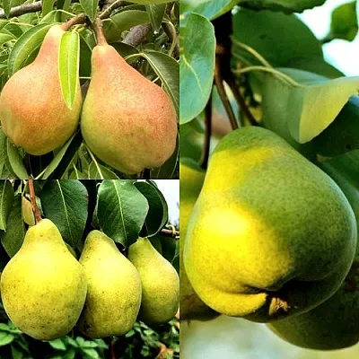 Комплект НАСТОЯЩИЙ ВОСТОРГ в Твери