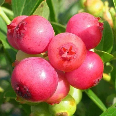 Голубика ПИНК ЛИМОНАД в Твери